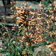 Agastache barberi 'Tangerine Dream' GM P9