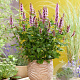 Agastache Beelicious Pink GM P9