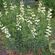 Agrimonia eupatoria alba GM P9