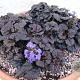 Ajuga reptans Black Scallop GM P9