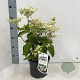 Hydrangea pan. 'Dharuma' 25-30 cm 3,0L