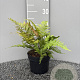Dryopteris erythrosora GM 2,0L