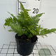 Dryopteris erythrosora prolifica GM 2,0L