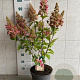 Hydrangea pan. Pinky Winky 50-60 cm 7,5L