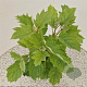 Hydrangea quercifolia 40-45 cm 2,5L