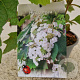 Hydrangea quercifolia 40-45 cm 2,5L