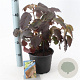 Hydrangea querc. 'Burgundy' 30-40 cm 3,0L