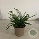 Polystichum set. 'Proliferum' GM 2,0L
