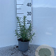 Rosmarinus officinalis 20-25 cm C1.3