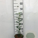 Ilex aquifolium 40-60 cm 2,0L