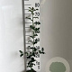Ilex aquifolium 60-80 cm 2,0L