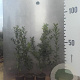 Ilex aquifolium 60-80 cm 2,0L