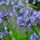 Agapanthus 'Blue Umbrella' GM P9