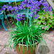 Agapanthus Brilliant Blue GM P9