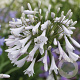 Agapanthus 'Windsor Grey' GM P9
