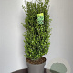 Ilex crenata 'Caroline Upright' 80-100 cm 15L