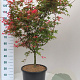 Acer pal. 'Deshojo' 100-125 cm 20L