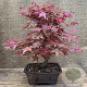 Acer pal. 'Deshojo' 200-250 cm cont. 110L