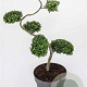Ilex crenata Dark Green 80 cm 18L vormen