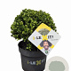 Ilex crenata Dark Green 20 cm op rozenpot 3L bol potgekweekt