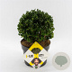 Ilex crenata Dark Green 15 cm 2,0L bol potgekweekt
