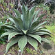 Agave ferox GM c20