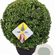Ilex crenata Dark Green 60 cm 35L bol versgepot