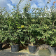 Amelanchier lamarckii 175-200 cm cont. 70L