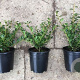 Ilex crenata 'Green Glory' 40-45 cm 20L bol