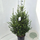 Ilex crenata Strong Caroline 80-100 cm 10L
