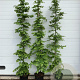 Carpinus betulus 200-225 cm 12L
