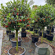 Ilex 'Nellie R. Stevens' halfstam container