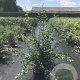 Crataegus media 'Paul's Scarlet' 125-150 cm 20L