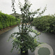 Crataegus monogyna 150-200 cm 20L