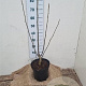 Juglans nigra 80-100 cm 7,5L