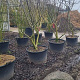 Juglans nigra 250-300 cm cont. 160L solitair