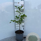 Fagus sylvatica 40-60 cm 2,5L