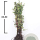 Fagus sylvatica 60-80 cm wortelgoed