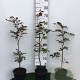 Fagus syl. 'Atropunicea' 30-40 cm 4,0L