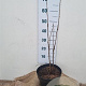 Koelreuteria paniculata 60-80 cm 7,5L