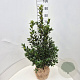 Ilex meserv. Blue Maid 60-80 cm met kluit
