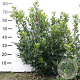 Ilex meserv. 'Blue Prince' 60-80 cm met kluit