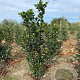 Ilex meserv. 'Blue Prince' 60-80 cm met kluit