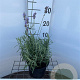 Lavandula ang. 'Munstead' GM 2,0L