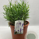 Lavandula ang. 'Munstead' GM C5