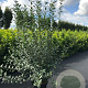 Ligustrum vulg. 'Atrovirens' 100-125 cm 12L