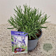 Lavandula ang. 'Munstead' 20-25 cm C1.5