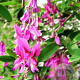 Lespedeza thunbergii 50-60 cm 3,5L MPS-GAP MPS-A
