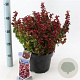 Leucothoe axillaris 'Curly Red' 30-35 cm 5,0L