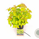 Leycesteria formosa Little Lanterns 30-40 cm 3,0L